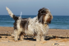 Basset Griffon Vendeen - Petit