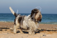 Basset Griffon Vendeen - Petit