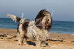 Basset Griffon Vendeen - Petit