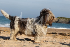 Basset Griffon Vendeen - Petit