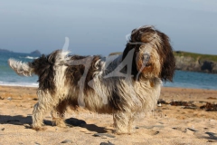 Basset Griffon Vendeen - Petit