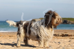 Basset Griffon Vendeen - Petit