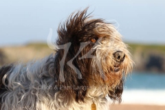 Basset Griffon Vendeen - Petit