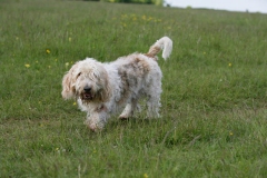 Basset Griffon Vendeen - Petit