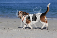 Basset Hound