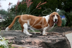 Basset Hound
