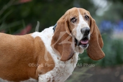 Basset Hound