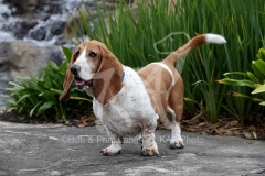 Basset Hound