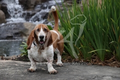 Basset Hound