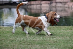 Basset Hound