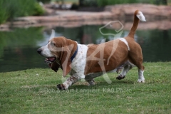 Basset Hound