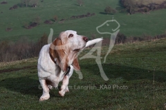 Basset Hound