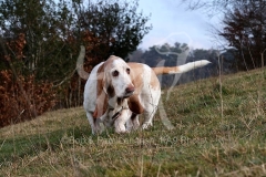 Basset Hound