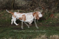 Basset Hound