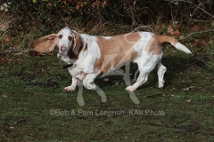 Basset Hound