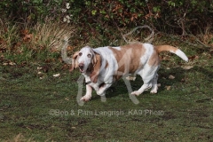 Basset Hound