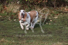 Basset Hound