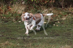 Basset Hound