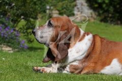 Basset Hound