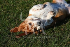 Basset Hound