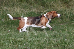 Basset Hound