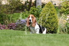 Basset Hound