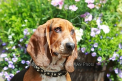 Basset Hound