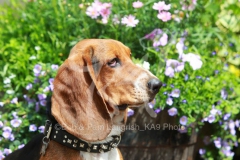 Basset Hound