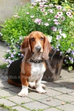 Basset Hound