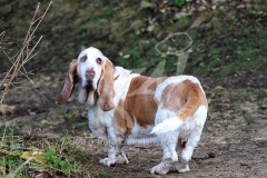 Basset Hound