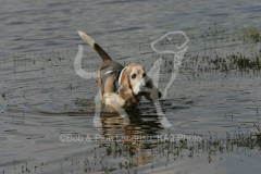 Basset Hound