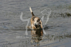 Basset Hound