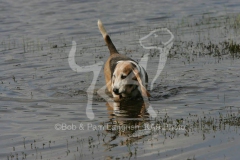 Basset Hound