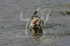Basset Hound