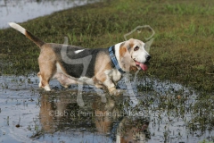 Basset Hound