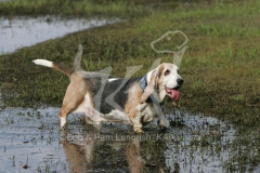 Basset Hound