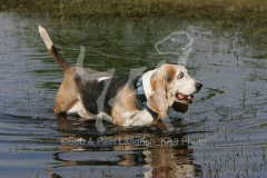 Basset Hound