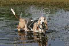 Basset Hound