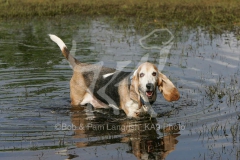 Basset Hound
