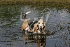Basset Hound