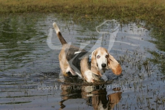 Basset Hound
