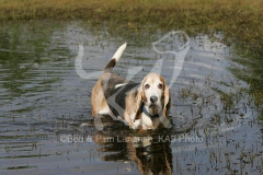 Basset Hound