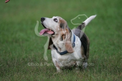 Basset Hound