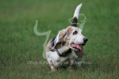 Basset Hound