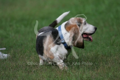Basset Hound