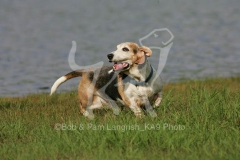 Basset Hound