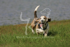 Basset Hound