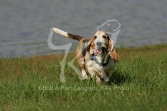 Basset Hound