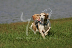 Basset Hound