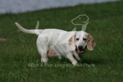 Basset Hound